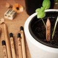 Sprout Plantable Pencil