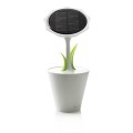 Solar sunflower (P323.233)