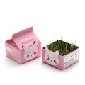 Desktop Bubble Box Mini Small Potted Plant