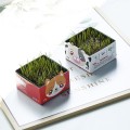 Desktop Bubble Box Mini Small Potted Plant