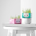 Desktop Bubble Box Mini Small Potted Plant